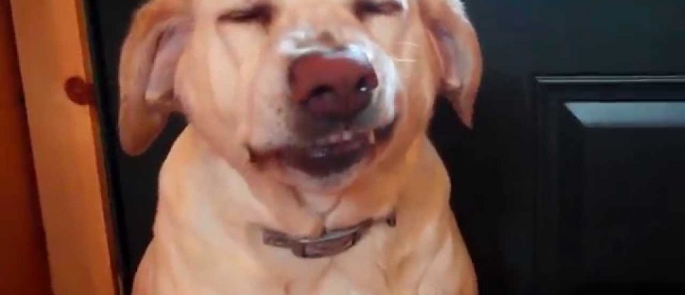 Watch: Denver The Guilty Pup Will Not Be Denied Treats