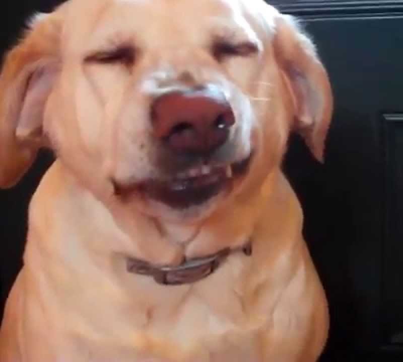 Watch: Denver The Guilty Pup Will Not Be Denied Treats