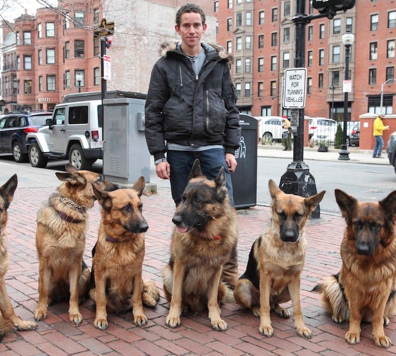 Meet The Dog Whisperer: Trainer Walks Pack Of Dogs Without A Leash