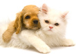 Nationwide Pet Sitting Services
