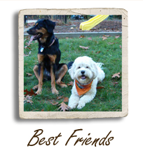 Picture of Dogs - Best Friends