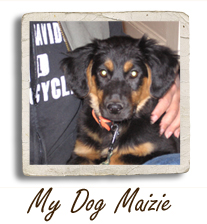 My Dog Maizie