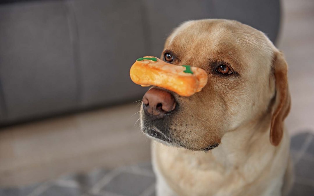 How To Teach Your Dog to Balance a Treat On Their Nose!