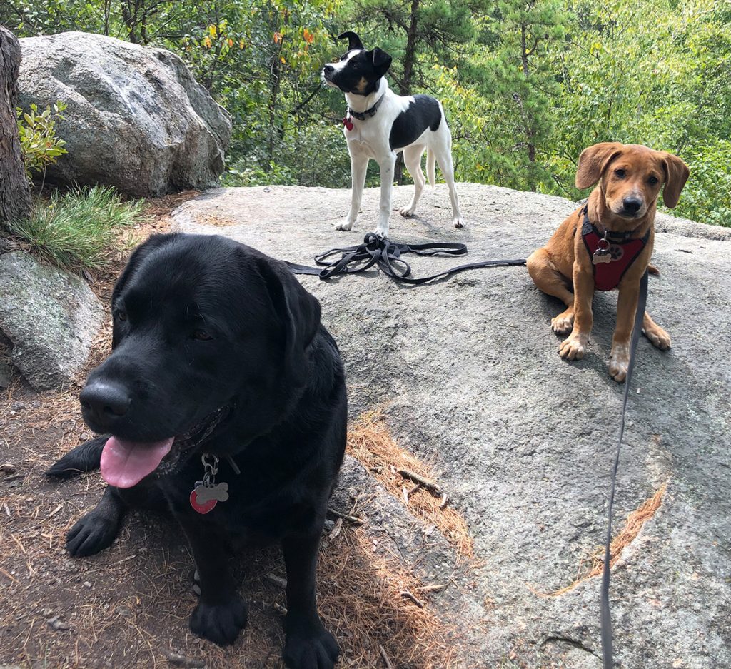 Three Dogs on a Hike in Wrentham, MA