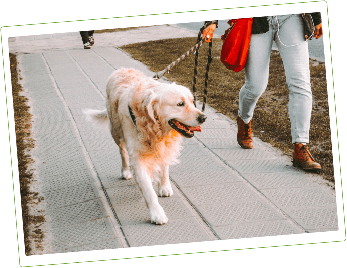 Become A Dog Walker Leashrly Life Dog Walking